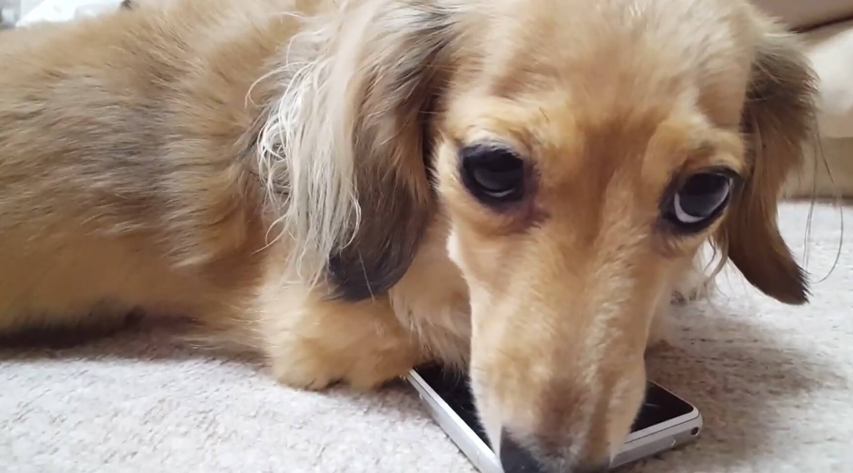 ダックスフンド,動画