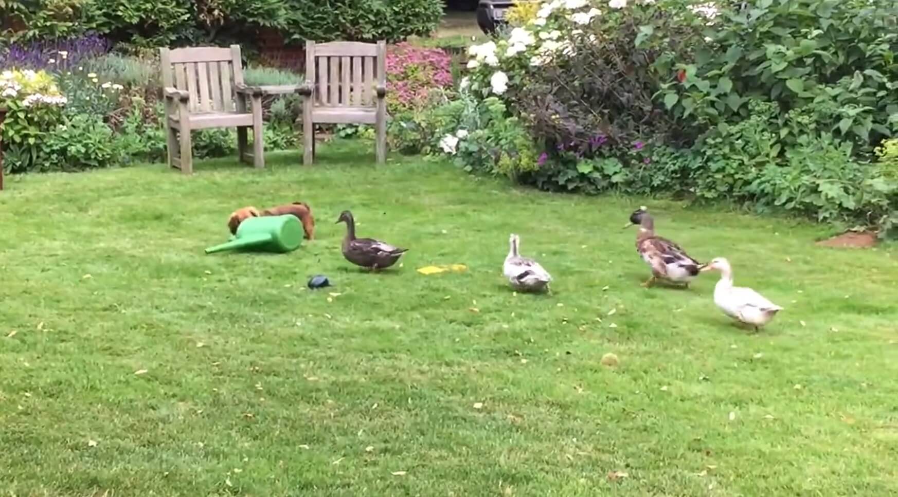 ダックスフンド,動画