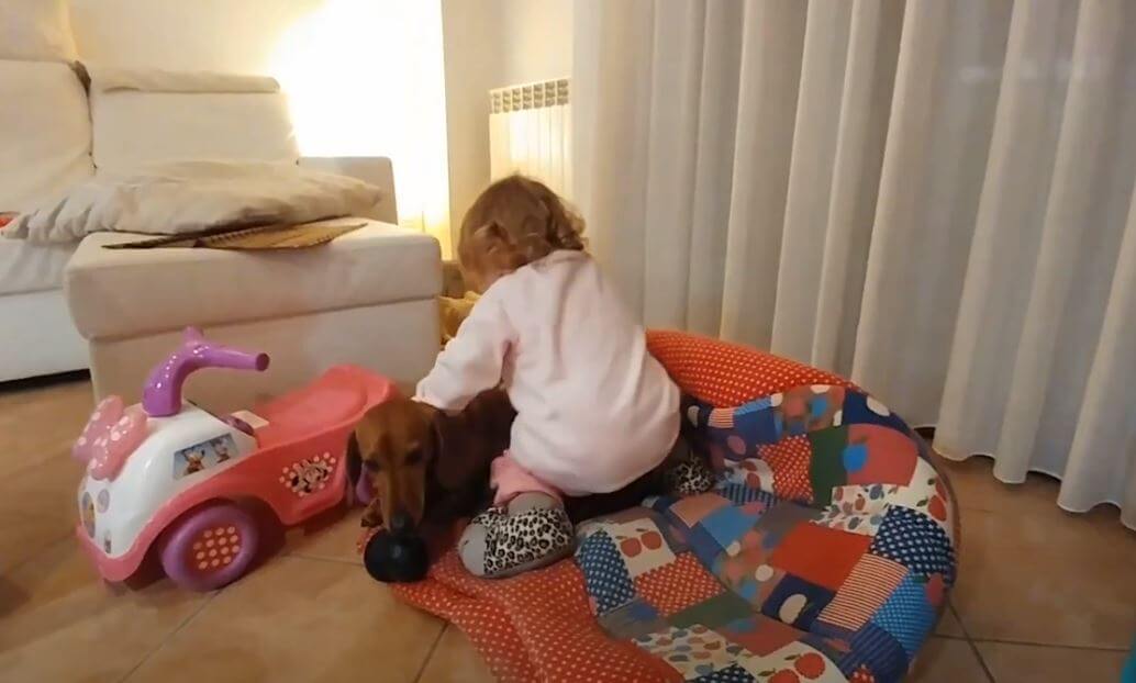 ダックスフンド,動画