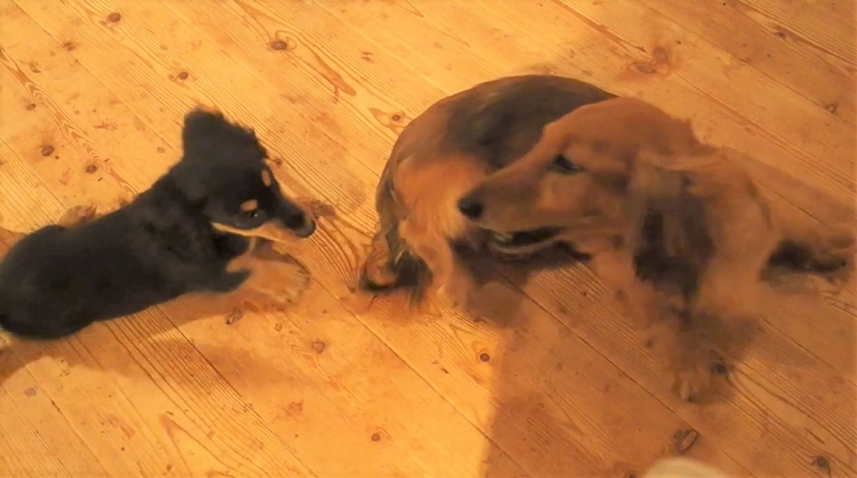 ダックスフンド,動画