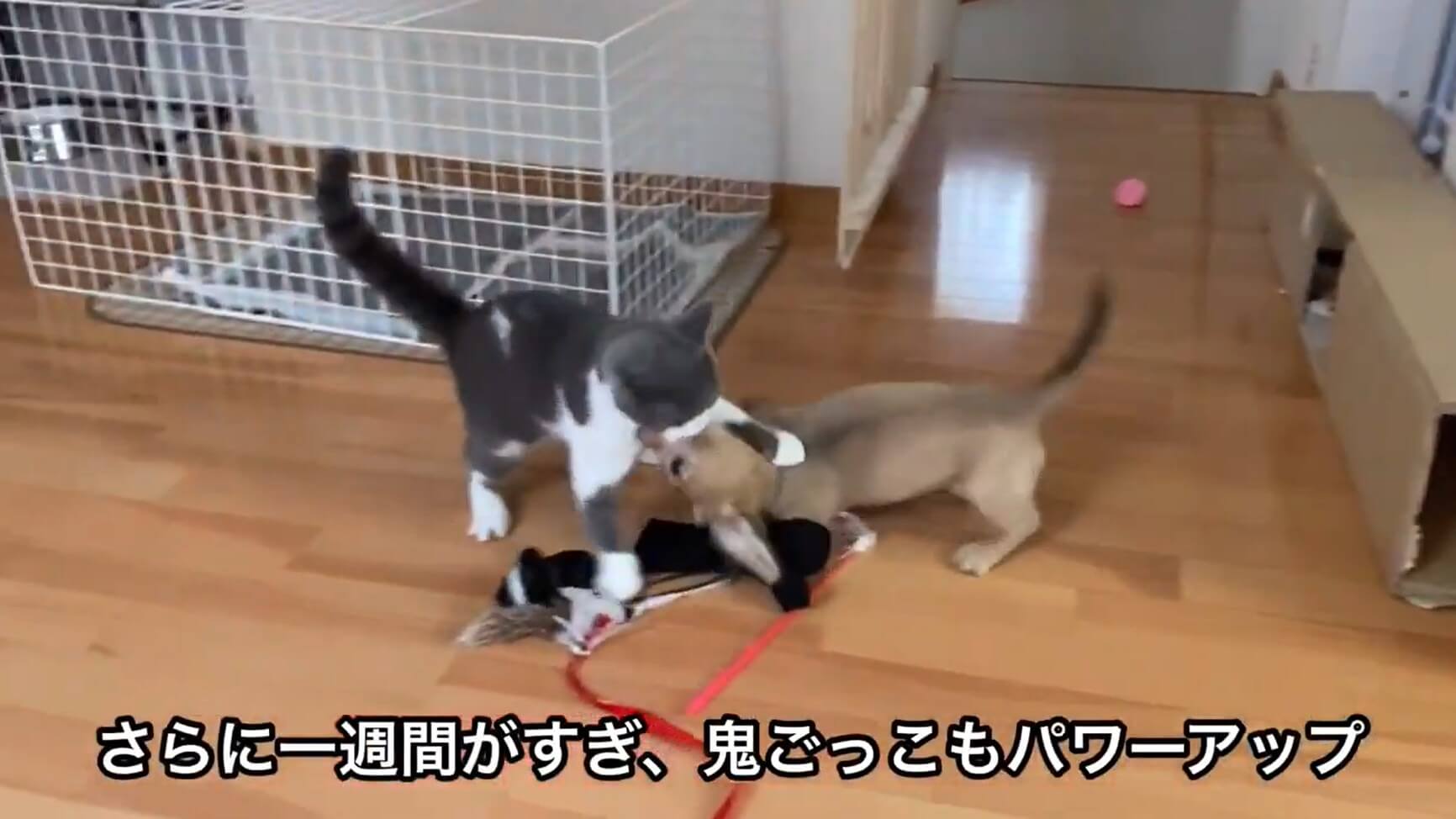 ダックスフンド,動画