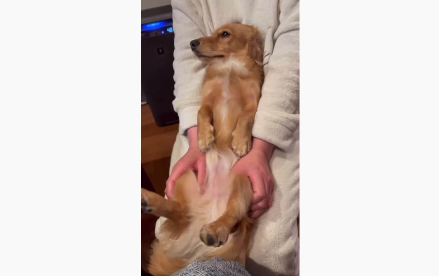 ダックスフンド,動画