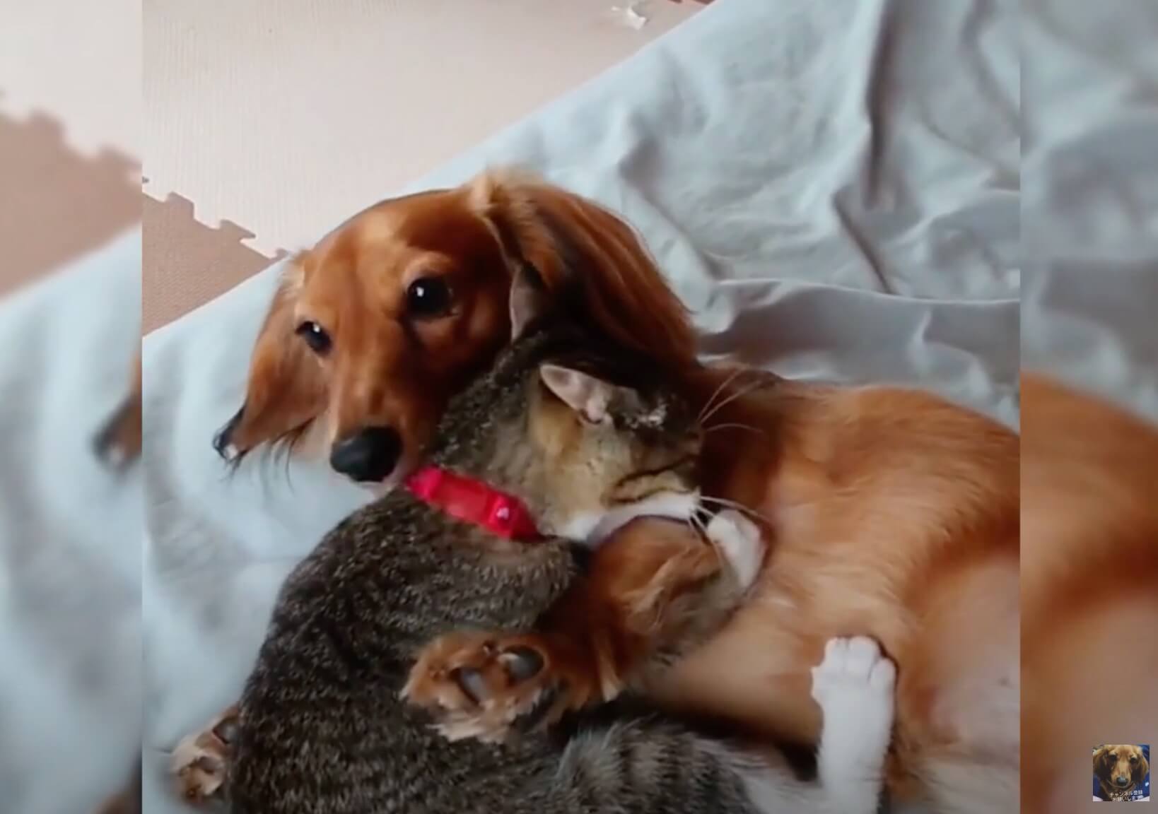 ダックスフンド,動画