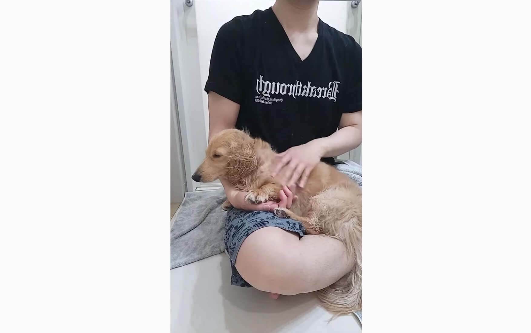 ダックスフンド,動画