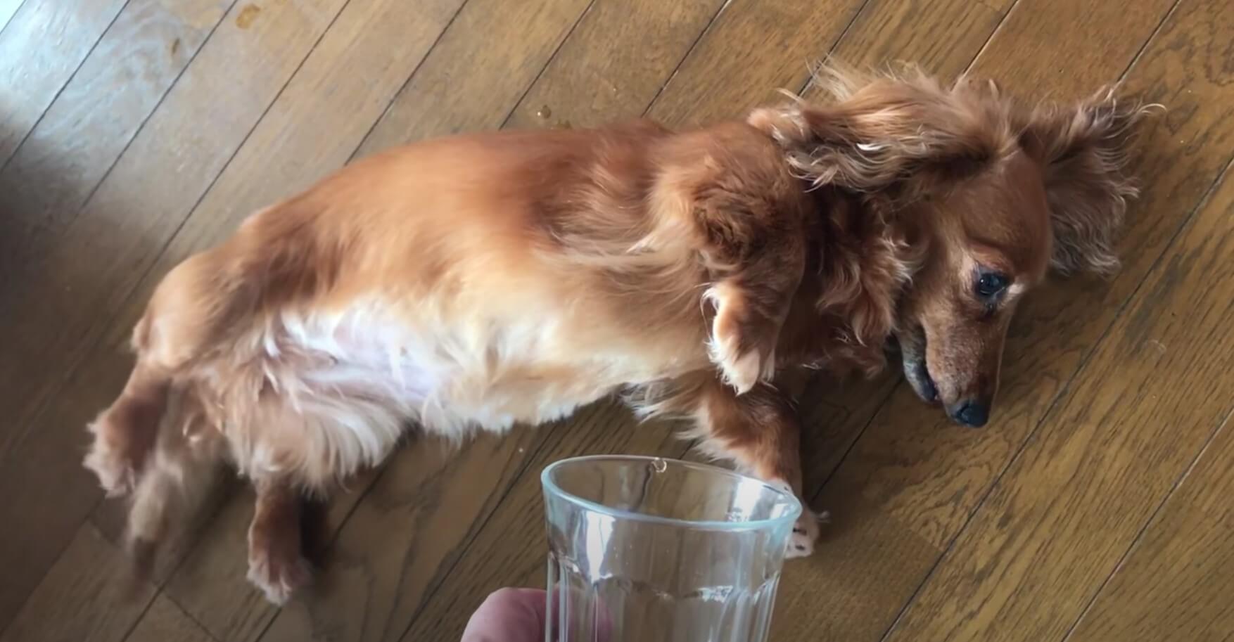 ダックスフンド,動画