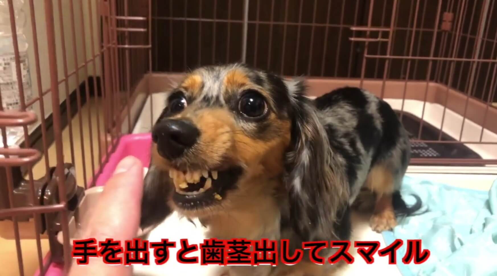 ダックスフンド,動画