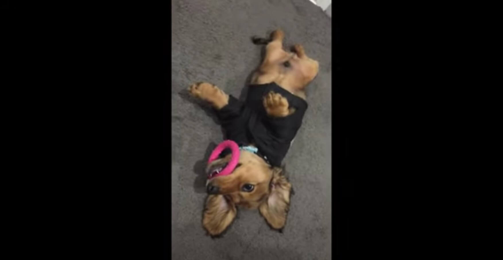 ダックスフンド,動画