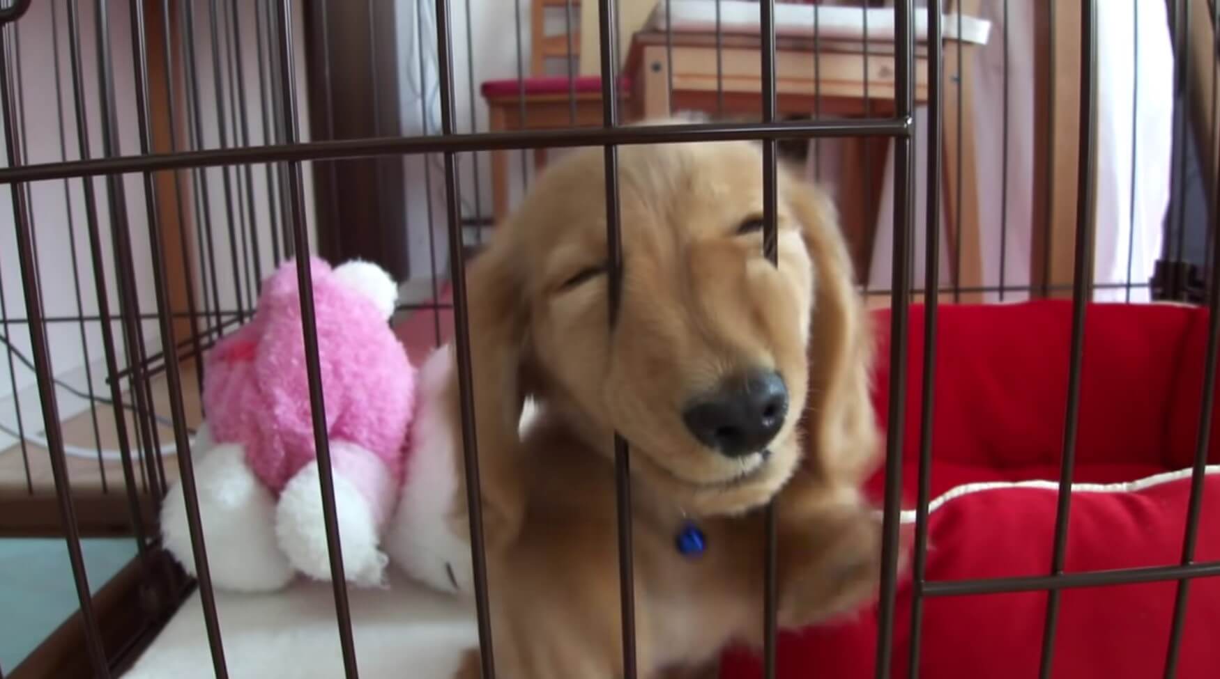 ダックスフンド,動画