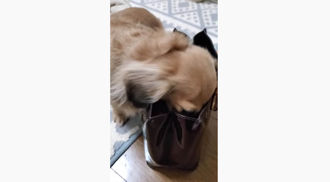 ダックスフンド,動画