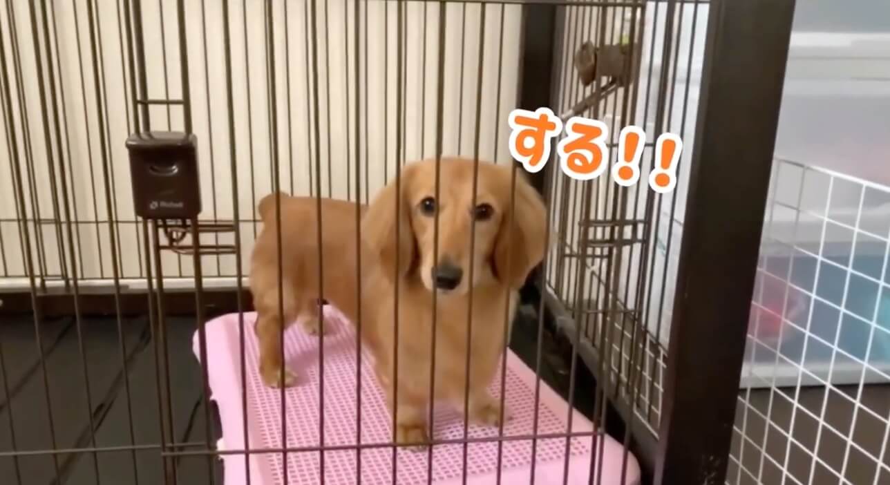 ダックスフンド,動画