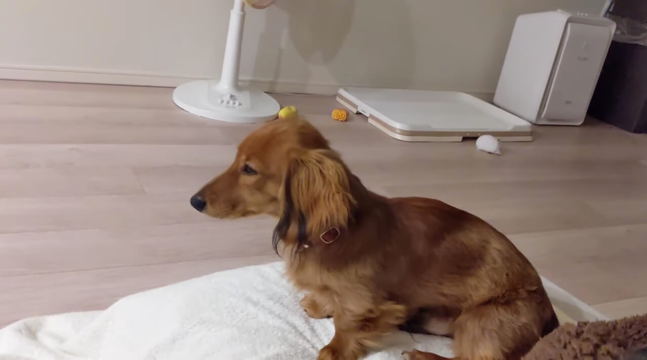 ダックスフンド,動画