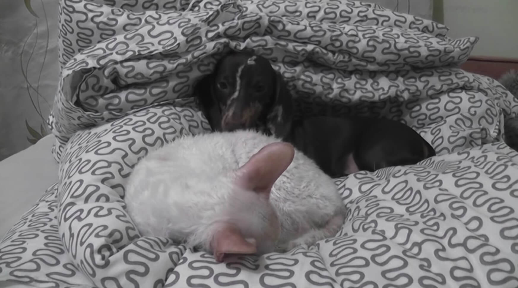 ダックスフンド,動画