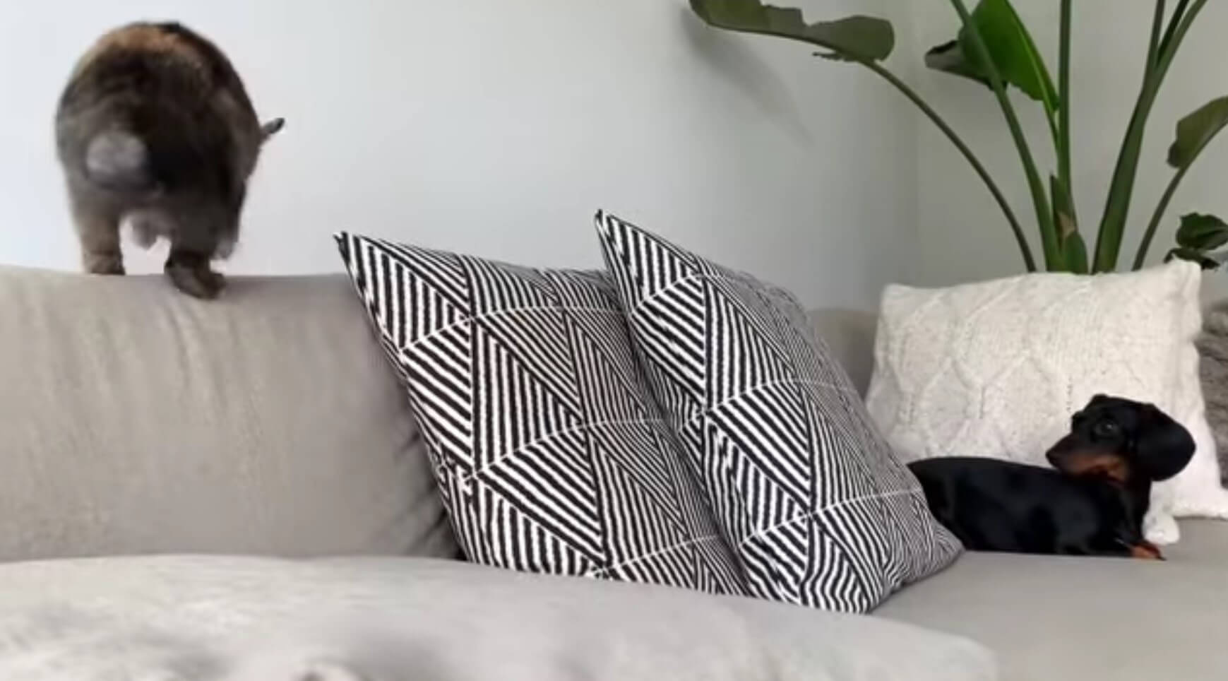 ダックスフンド,動画