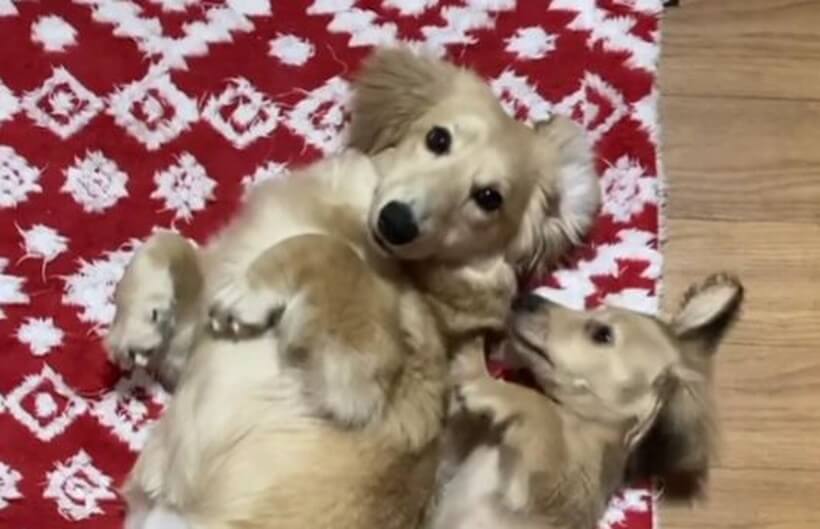 ダックスフンド,動画