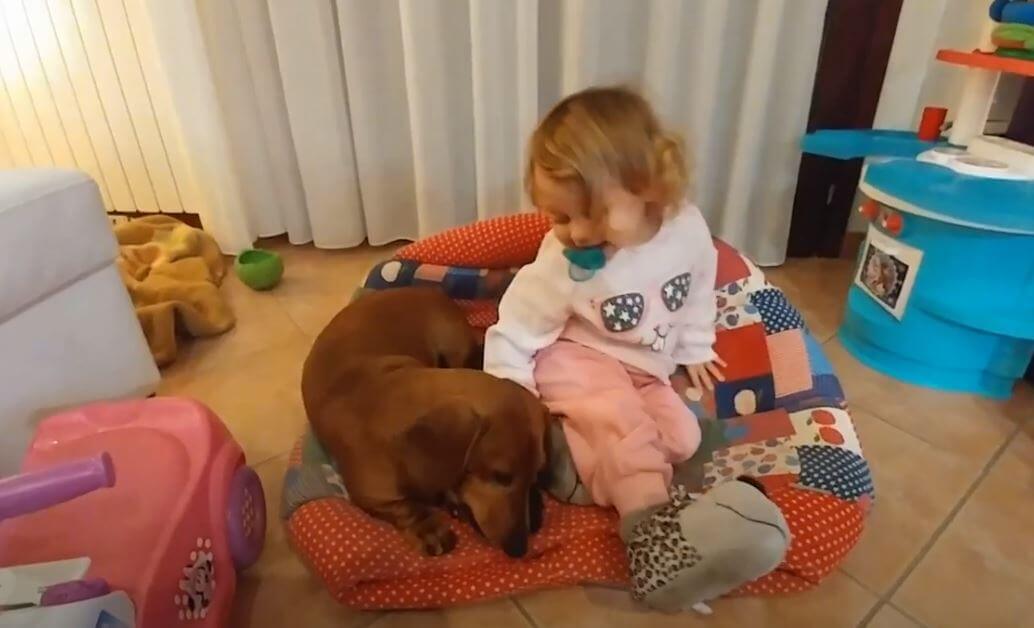 ダックスフンド,動画