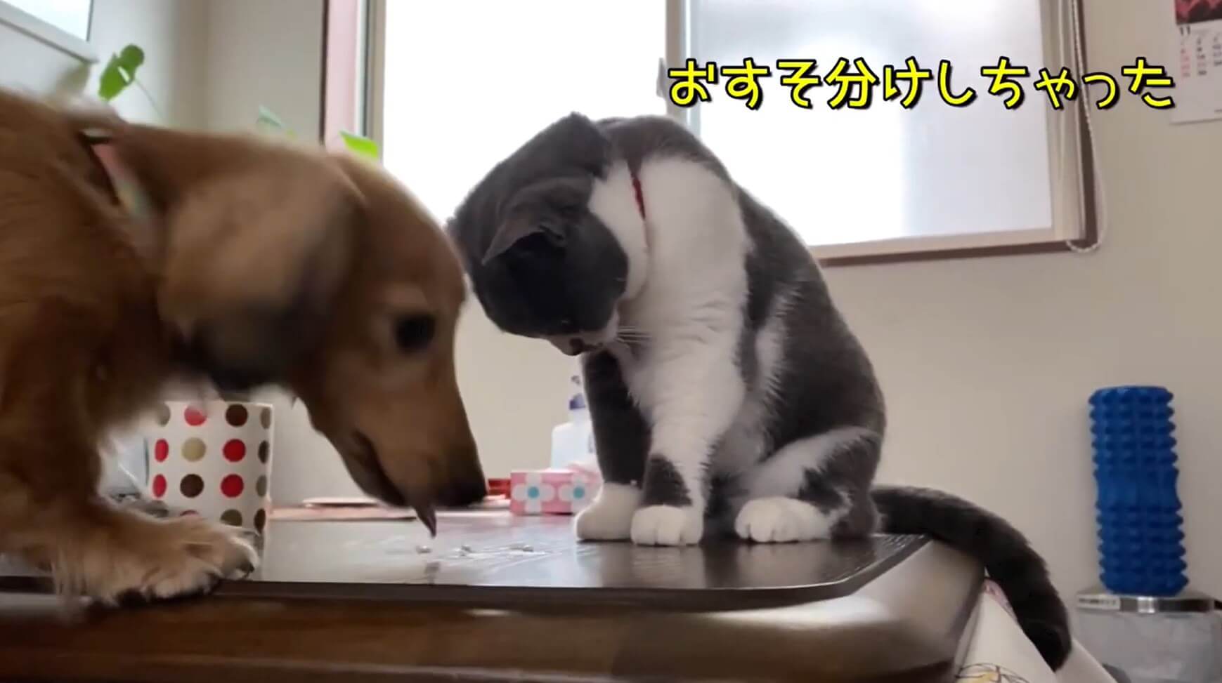 ダックスフンド,動画