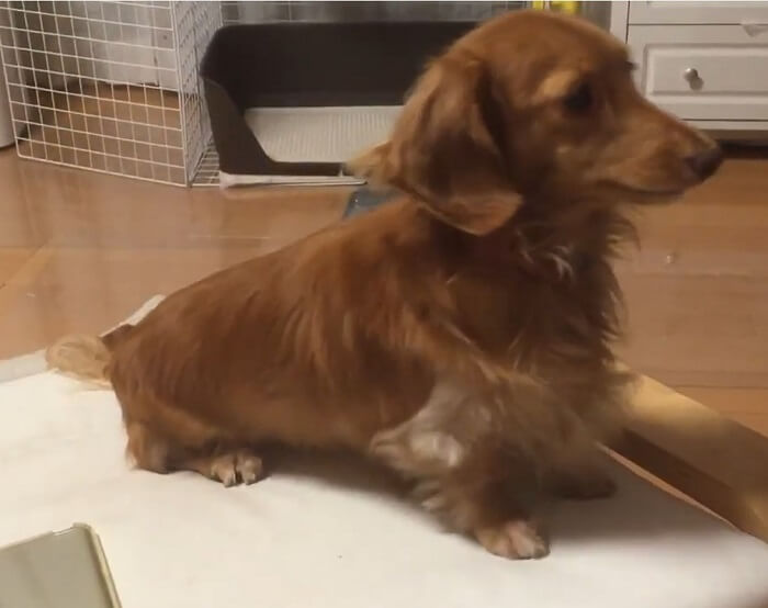 ダックスフンド,動画