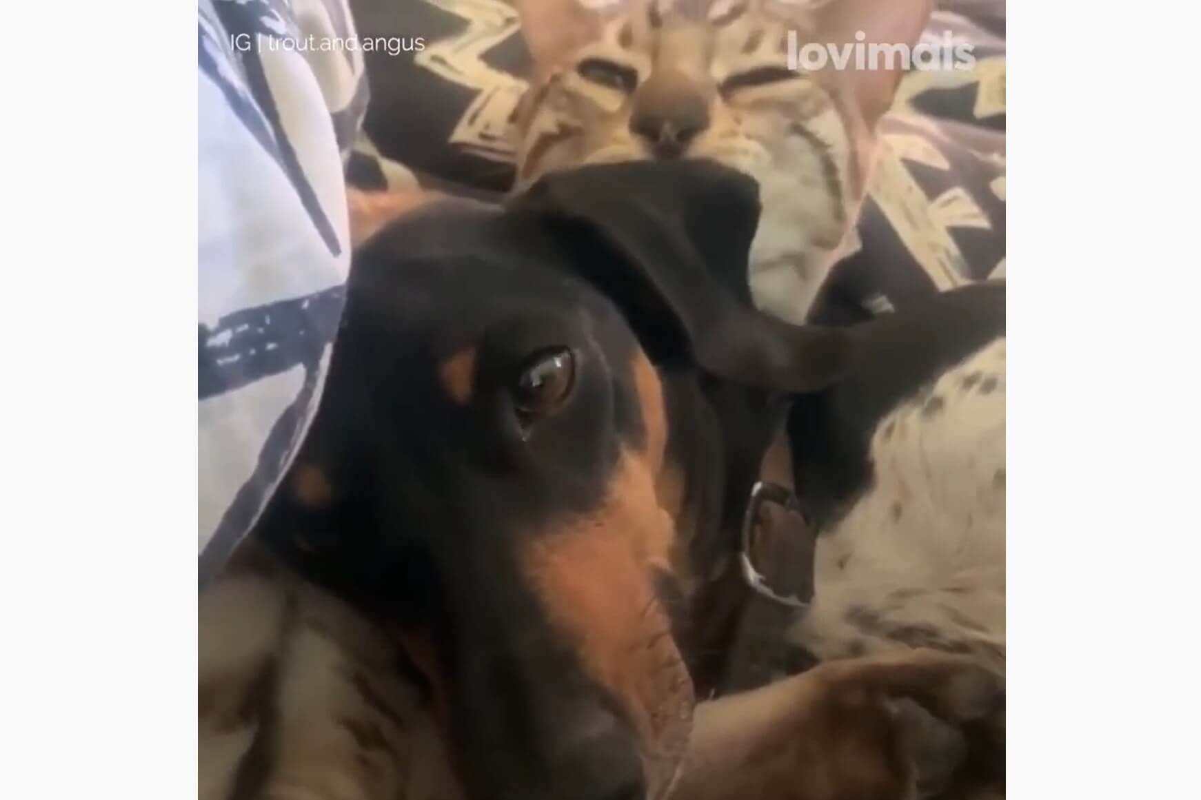 ダックスフンド,動画