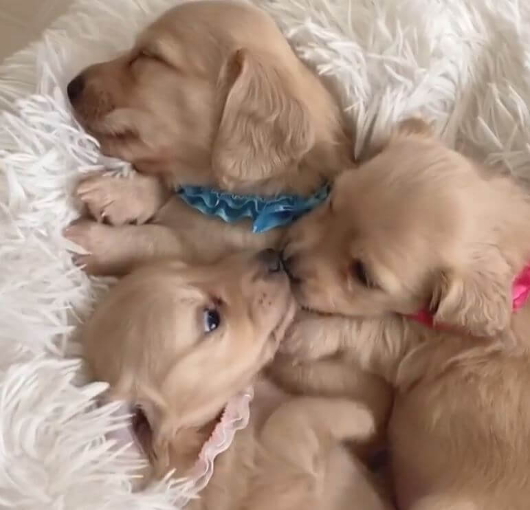 ダックスフンド,動画