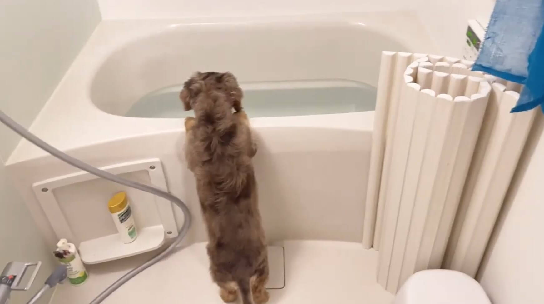 ダックスフンド,動画