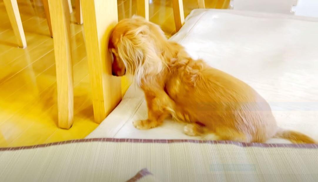 ダックスフンド,動画