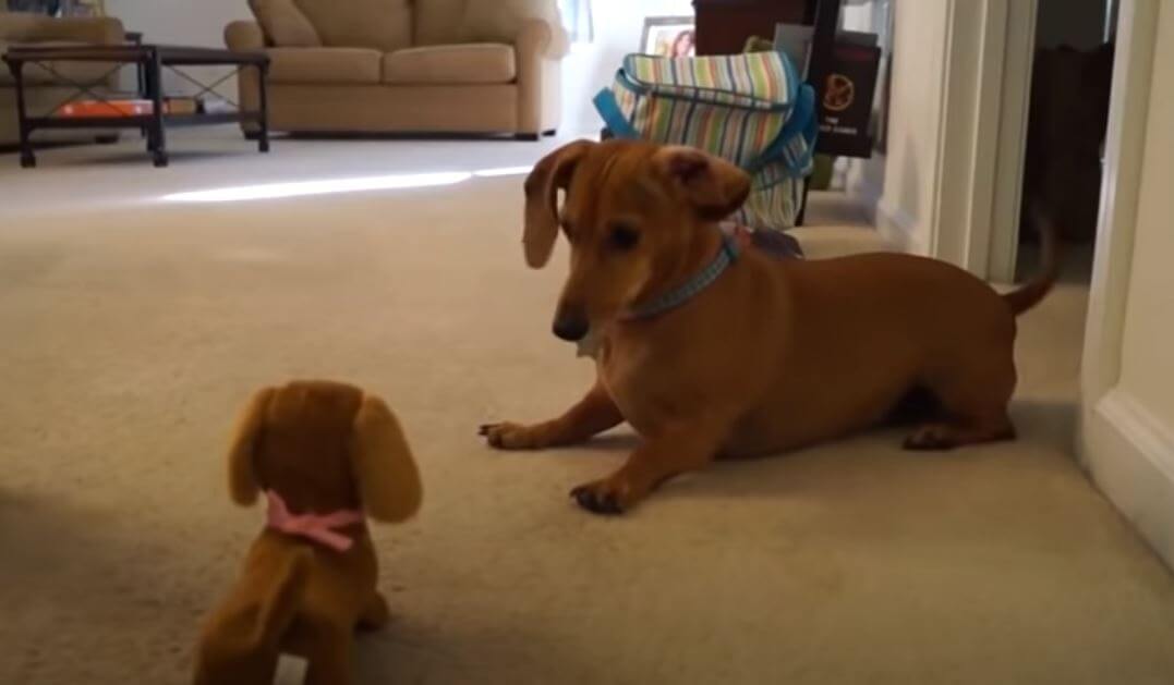 ダックスフンド,動画