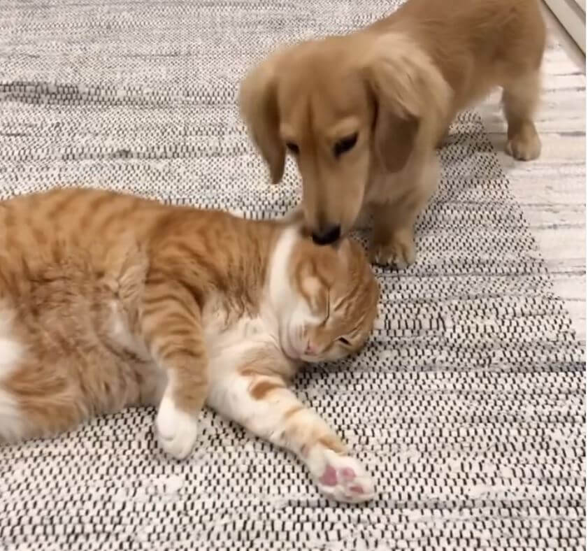 ダックスフンド,動画