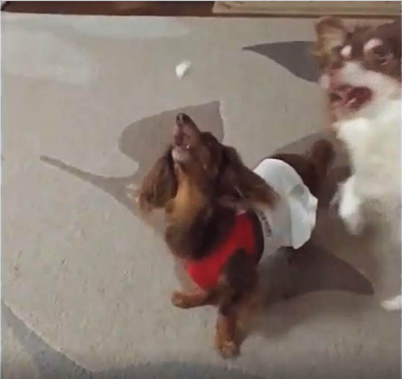 ダックスフンド,動画