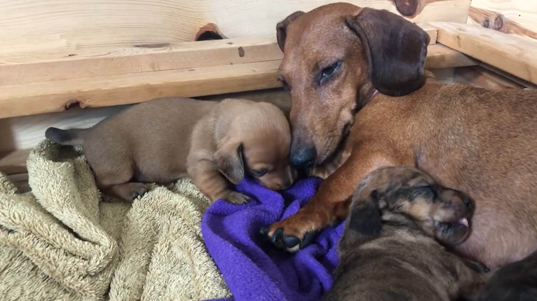 ダックスフンド,動画