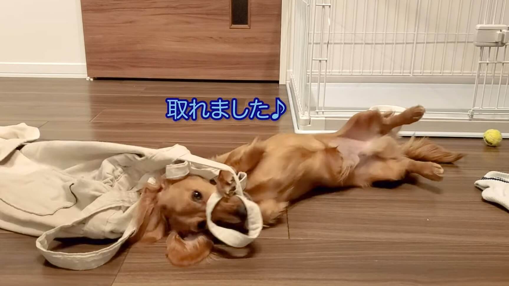 ダックスフンド,動画