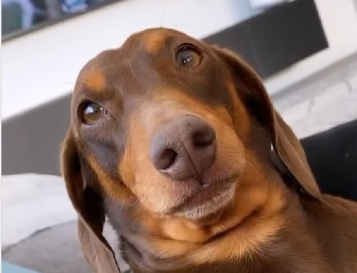 ダックスフンド,動画