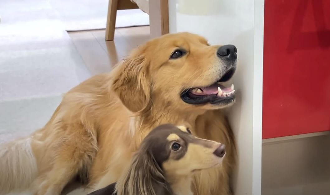 ダックスフンド,動画