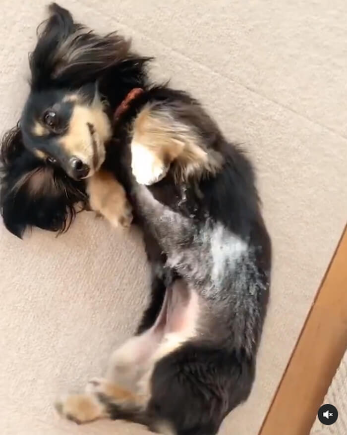 ダックスフンド,動画