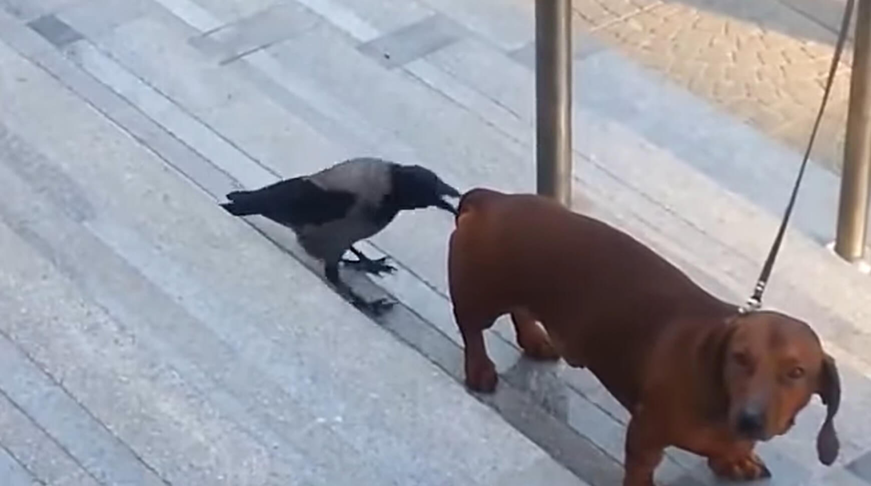 ダックスフンド,動画