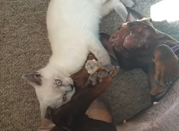 ダックスフンド,動画