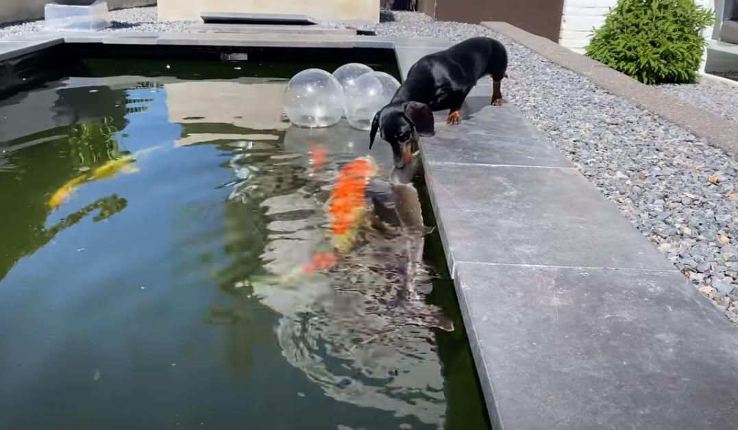 ダックスフンド,動画