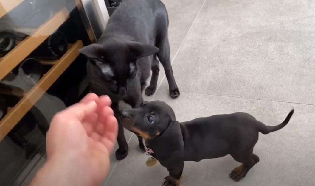 ダックスフンド,動画