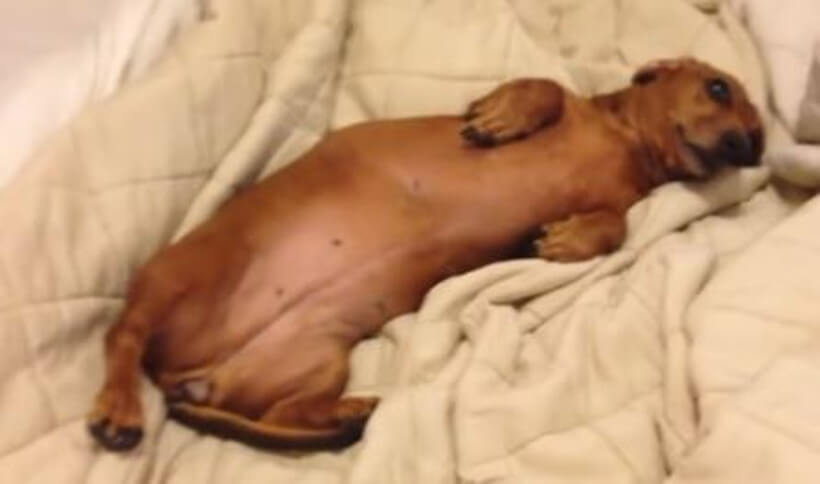 ダックスフンド,動画