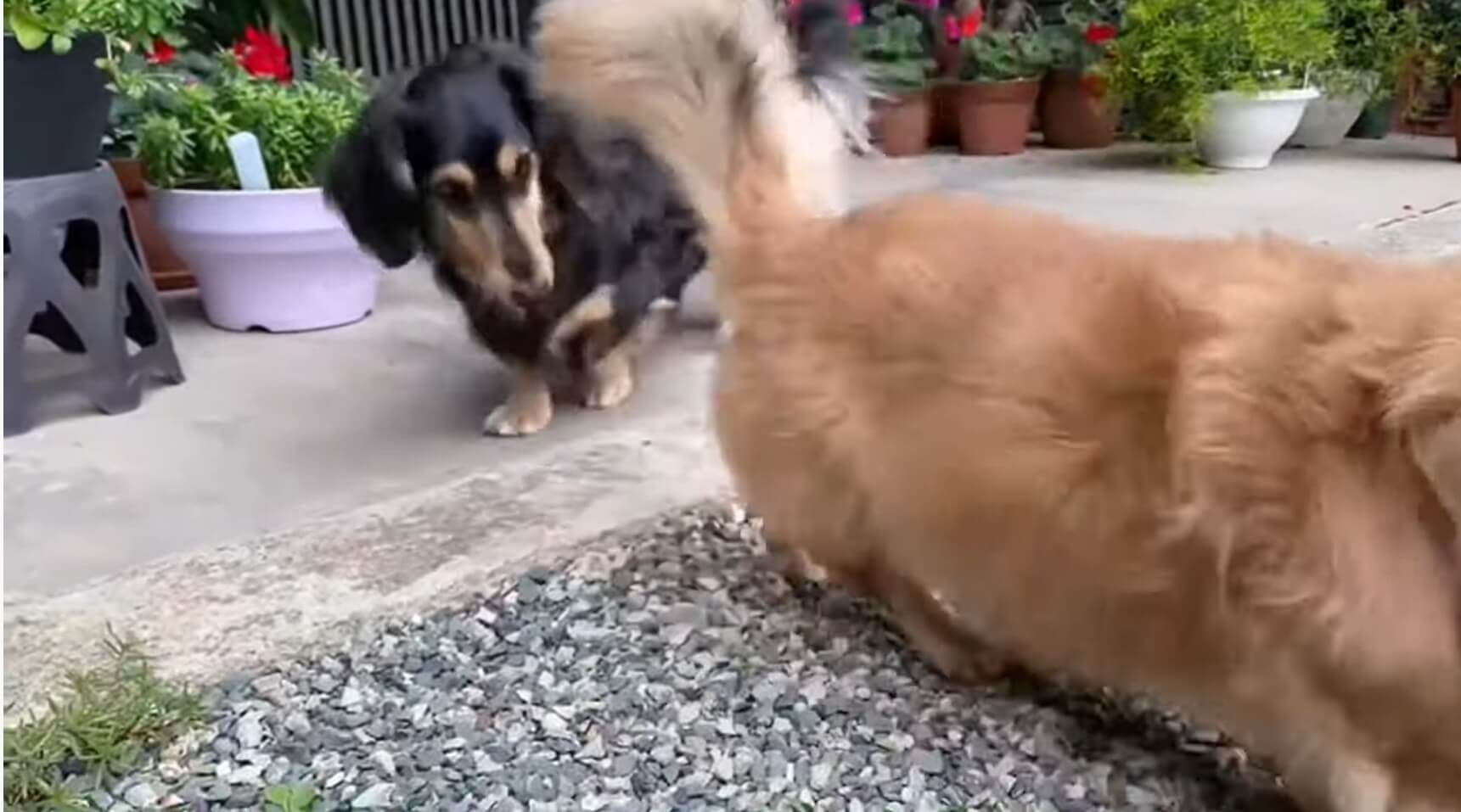 ダックスフンド,動画