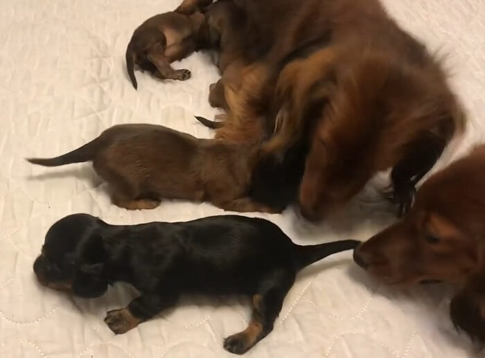 ダックスフンド,動画