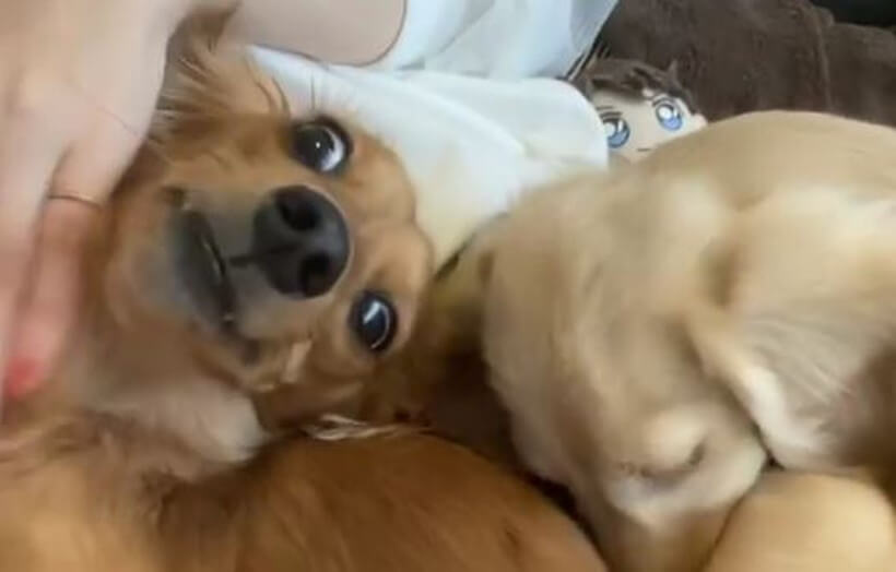 ダックスフンド,動画