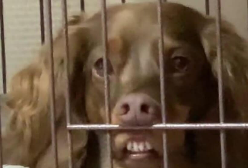 ダックスフンド,動画