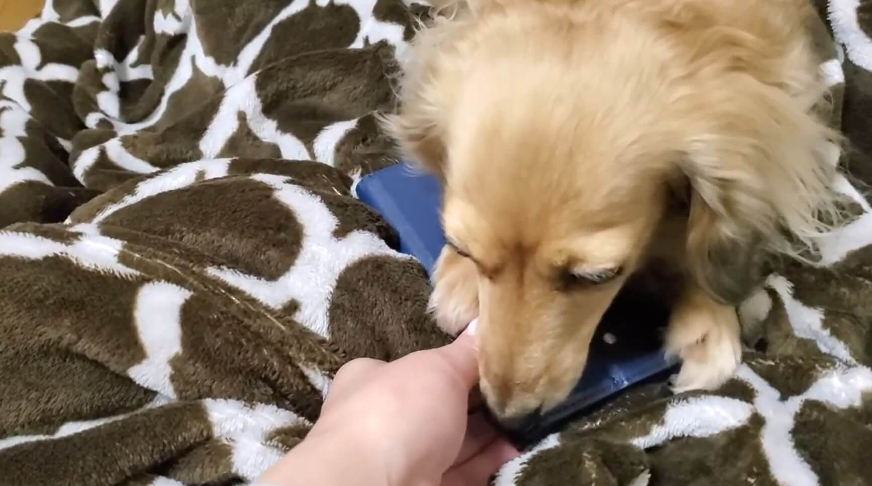 ダックスフンド,動画