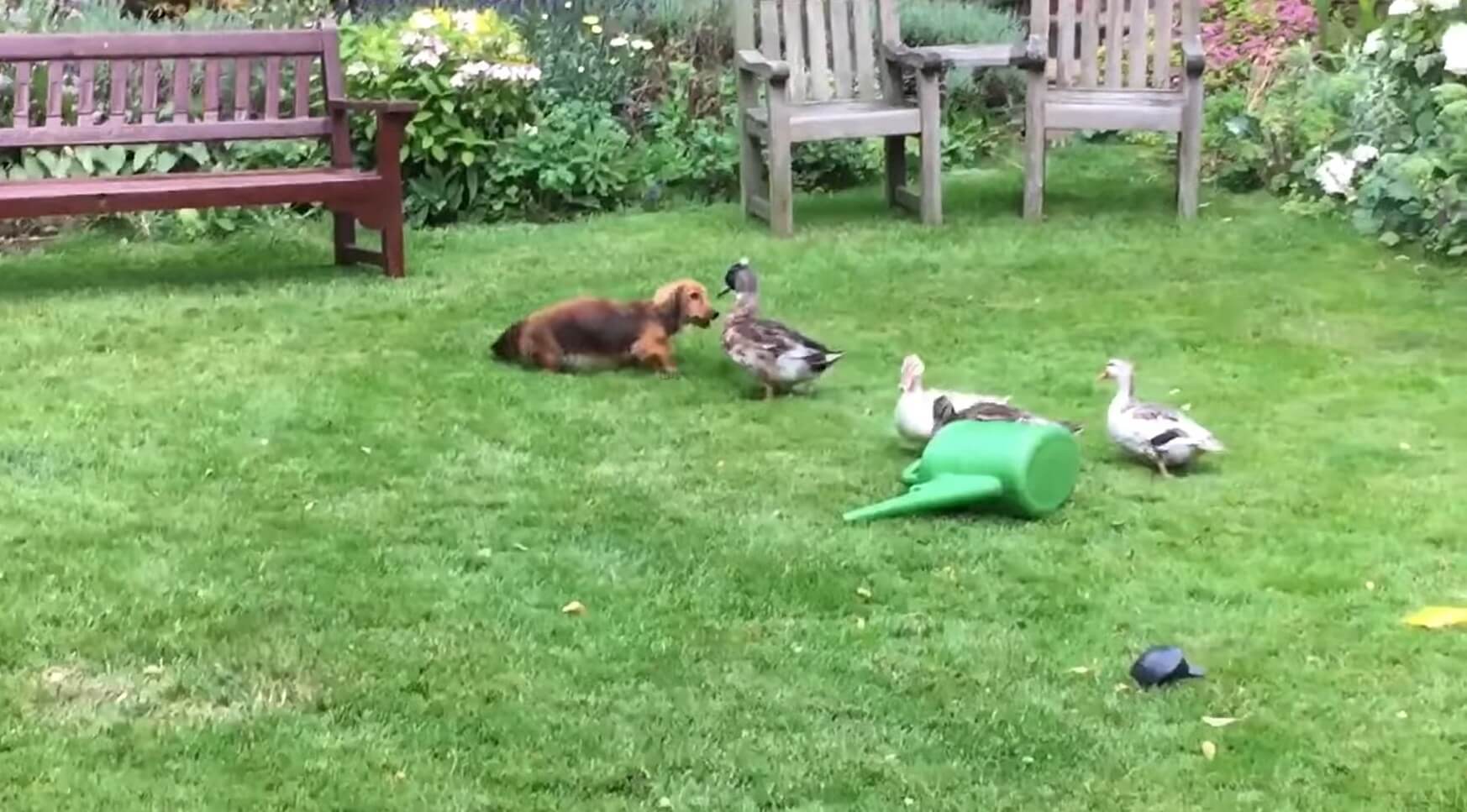 ダックスフンド,動画