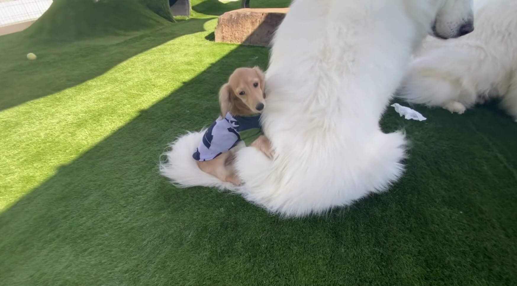 ダックスフンド,動画