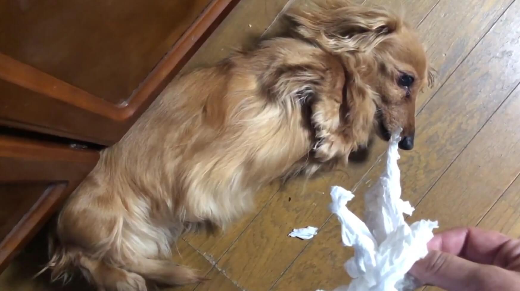 ダックスフンド,動画