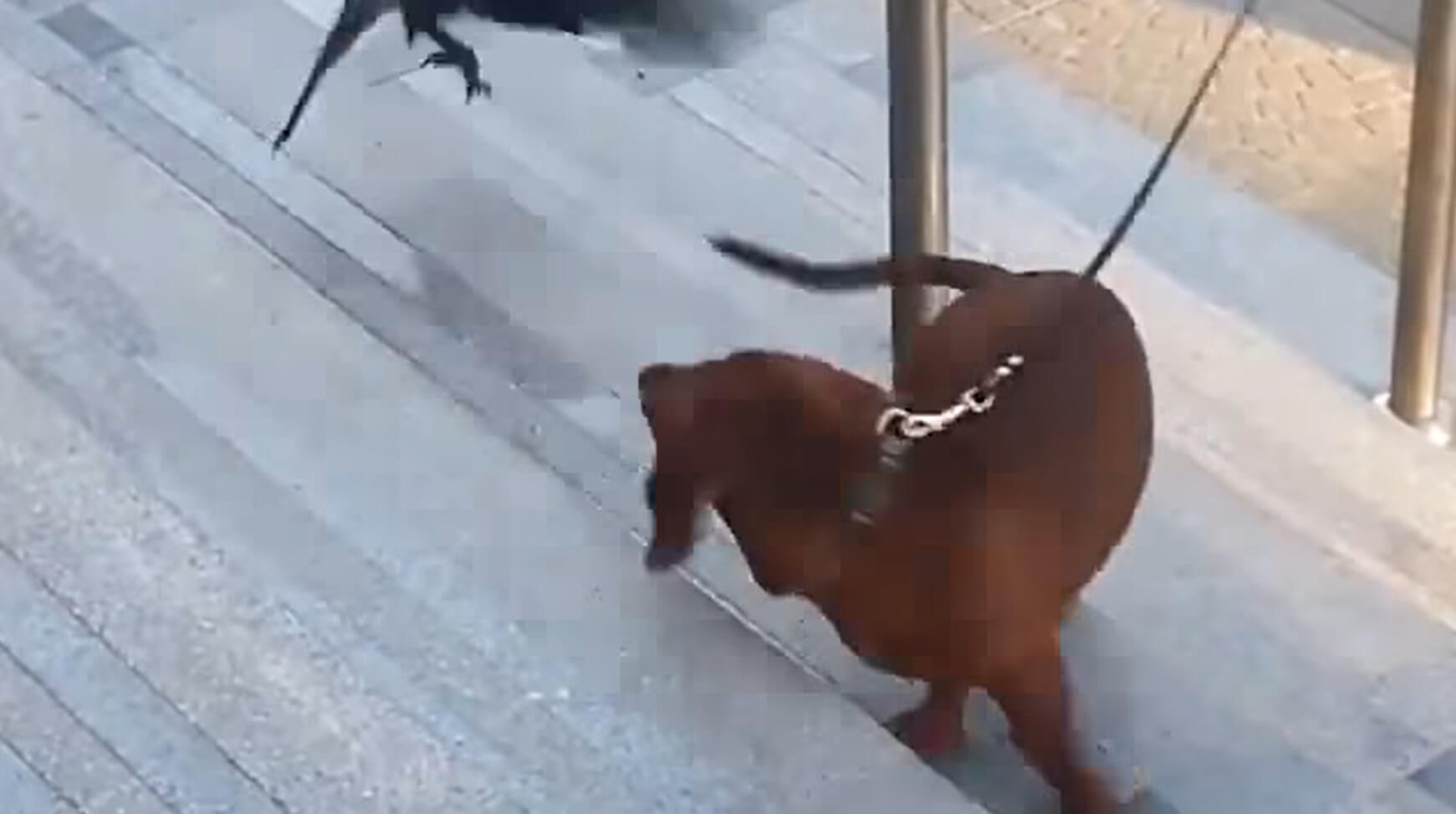 ダックスフンド,動画