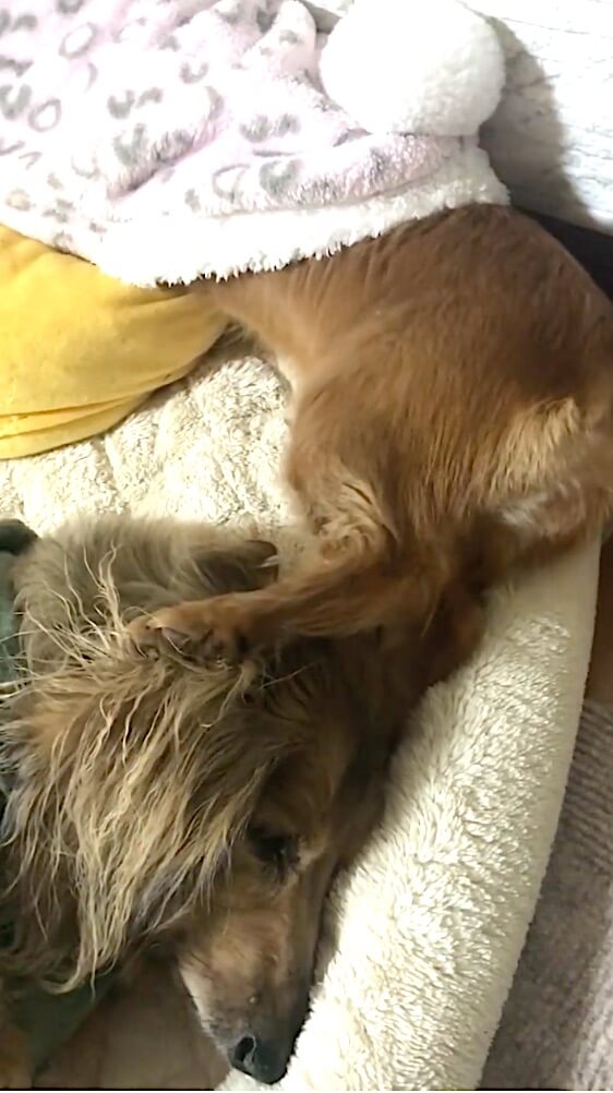 ダックスフンド,動画