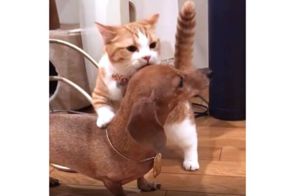 どこ行くニャ！」絶対にダックスと遊びたい…猛アピする猫さんが激し