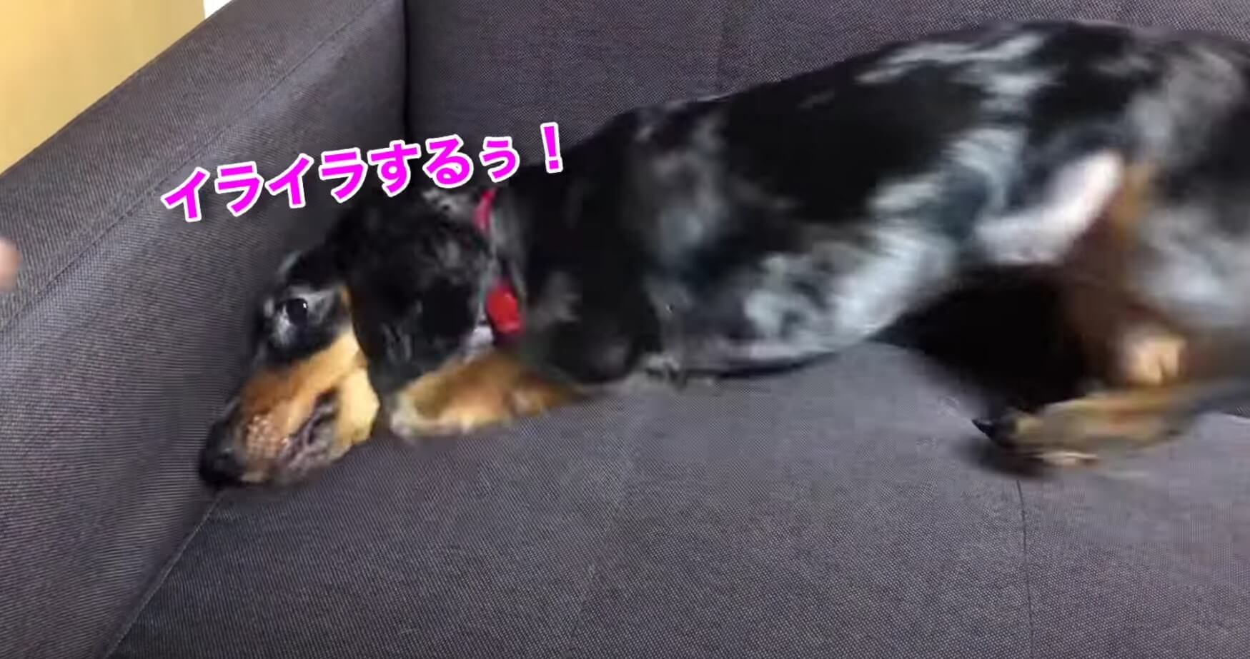 ダックスフンド,動画